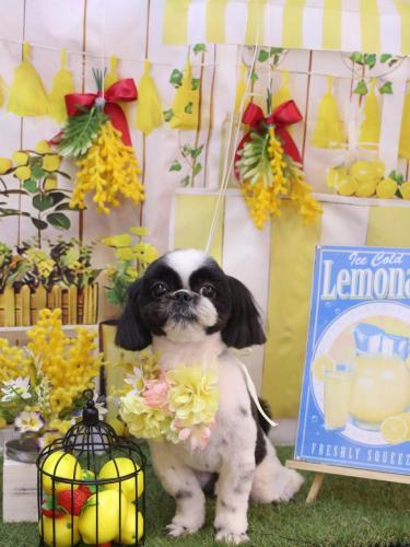 20240426たいがくん